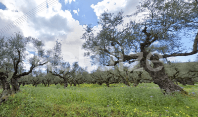Photo 1,Εξωτερική,ΕΝΟΙΚΊΑΣΗ,Γη,Αγροτεμάχιο,3911τ.μ,€15,600,Ζάκυνθος