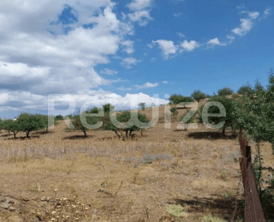 Photo 1,Εξωτερική,ΕΝΟΙΚΊΑΣΗ,Γη,Αγροτεμάχιο,8165τ.μ,€128,000,Τρίπολη