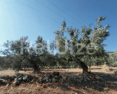 Photo 2,Εξωτερική,ΕΝΟΙΚΊΑΣΗ,Γη,Αγροτεμάχιο,1814τ.μ,€25,000,Βόρεια Κυνουρία