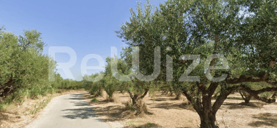 Photo 3,Κήπος,ΕΝΟΙΚΊΑΣΗ,Γη,Αγροτεμάχιο,4460τ.μ,€88,000,Ζάκυνθος