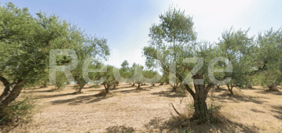 Photo 1,Εξωτερική,ΕΝΟΙΚΊΑΣΗ,Γη,Αγροτεμάχιο,4460τ.μ,€88,000,Ζάκυνθος