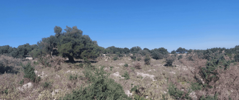 Photo 1,Εξωτερική,ΕΝΟΙΚΊΑΣΗ,Γη,Αγροτεμάχιο,13565τ.μ,€136,000,Σάμη