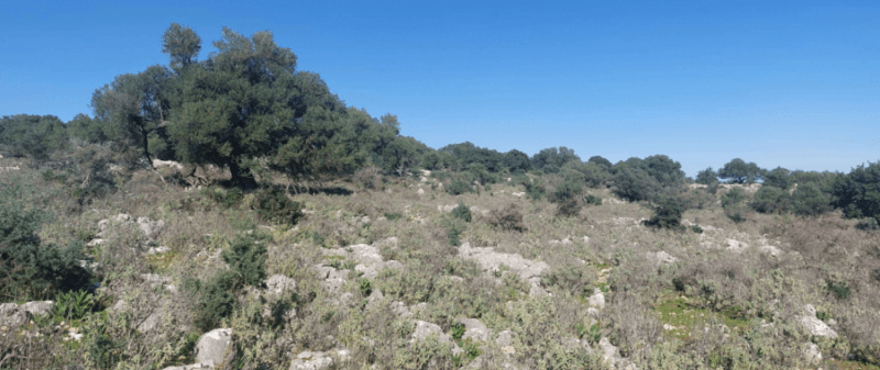 Photo 2,Θέα στη θάλασσα,ΕΝΟΙΚΊΑΣΗ,Γη,Αγροτεμάχιο,13565τ.μ,€136,000,Σάμη