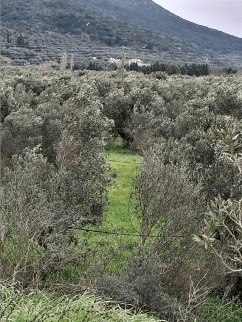 Photo 2,Εξωτερική,ΕΝΟΙΚΊΑΣΗ,Γη,Αγροτεμάχιο,18660τ.μ,€17,500,Ευηνοχώρι