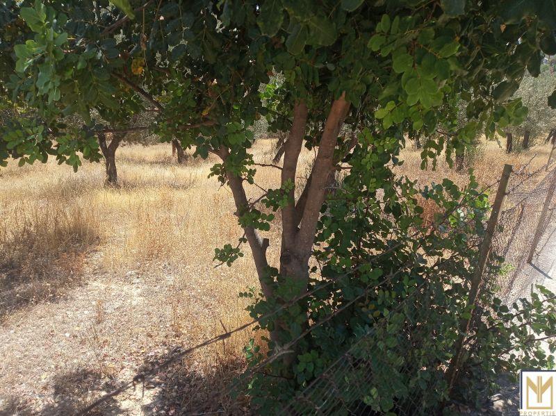 Photo 4,Εξωτερική,ΠΏΛΗΣΗ,Γη,Αγροτεμάχιο,5794τ.μ,€246,000,Κρανίδι