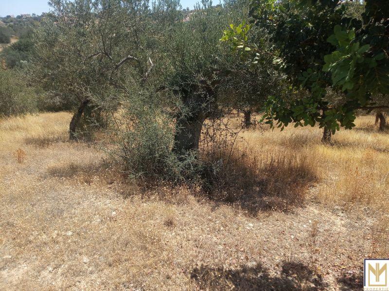 Photo 3,Εξωτερική,ΠΏΛΗΣΗ,Γη,Αγροτεμάχιο,5794τ.μ,€246,000,Κρανίδι
