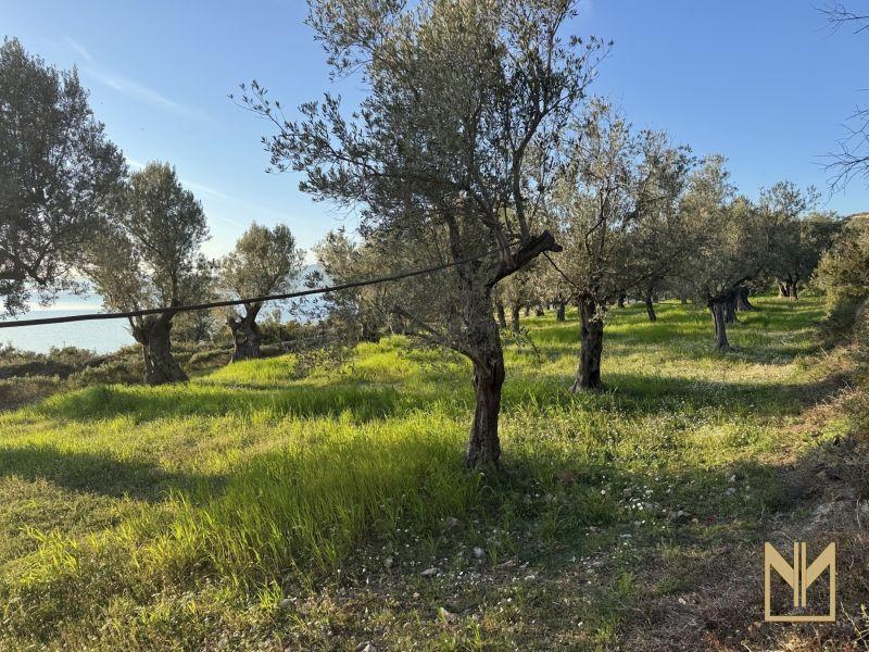 Photo 9,Κήπος,ΠΏΛΗΣΗ,Γη,Οικόπεδο,5911τ.μ,€78,100,Μυτιλήνη