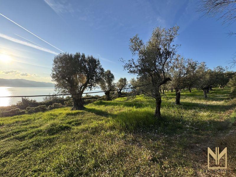 Photo 1,Κήπος,ΠΏΛΗΣΗ,Γη,Οικόπεδο,5911τ.μ,€78,100,Μυτιλήνη
