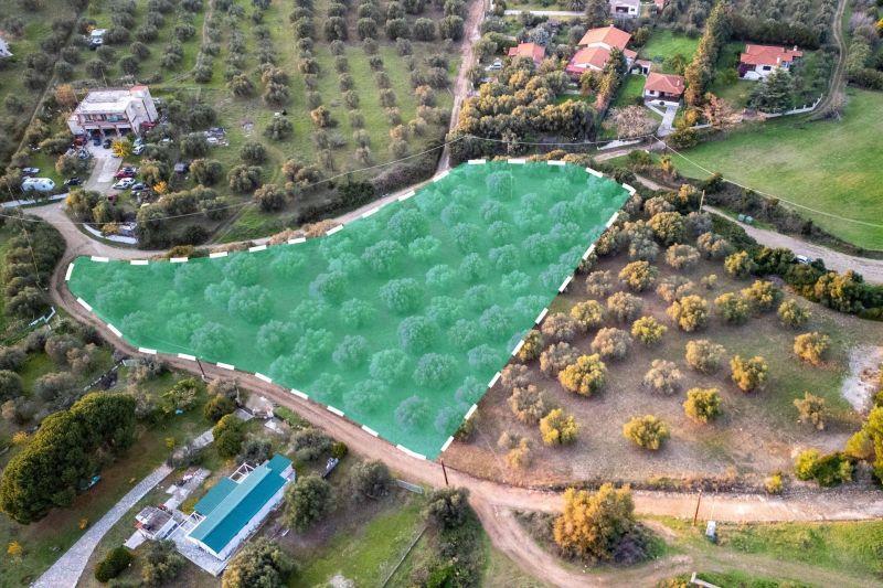 Photo 2,Κήπος,ΠΏΛΗΣΗ,Γη,Αγροτεμάχιο,5032τ.μ,€79,000,Νέα Σκιώνη